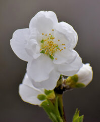 花桃　１０