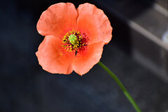 長実雛罌粟（ながみひなげし）２