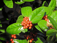 チャイニーズ・ホーリー　２