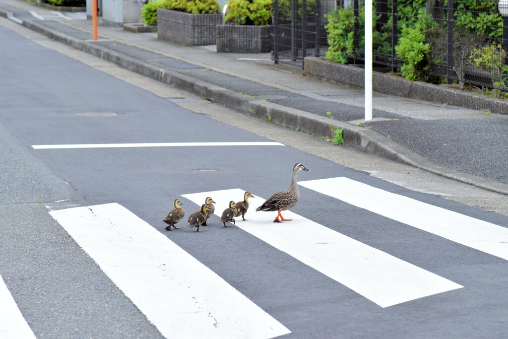 カルガモ一家　雛5羽　移動に密着　１０