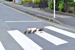 カルガモ一家　雛5羽　移動に密着　１０