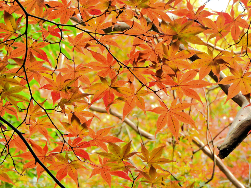 近所のお寺の紅葉　５