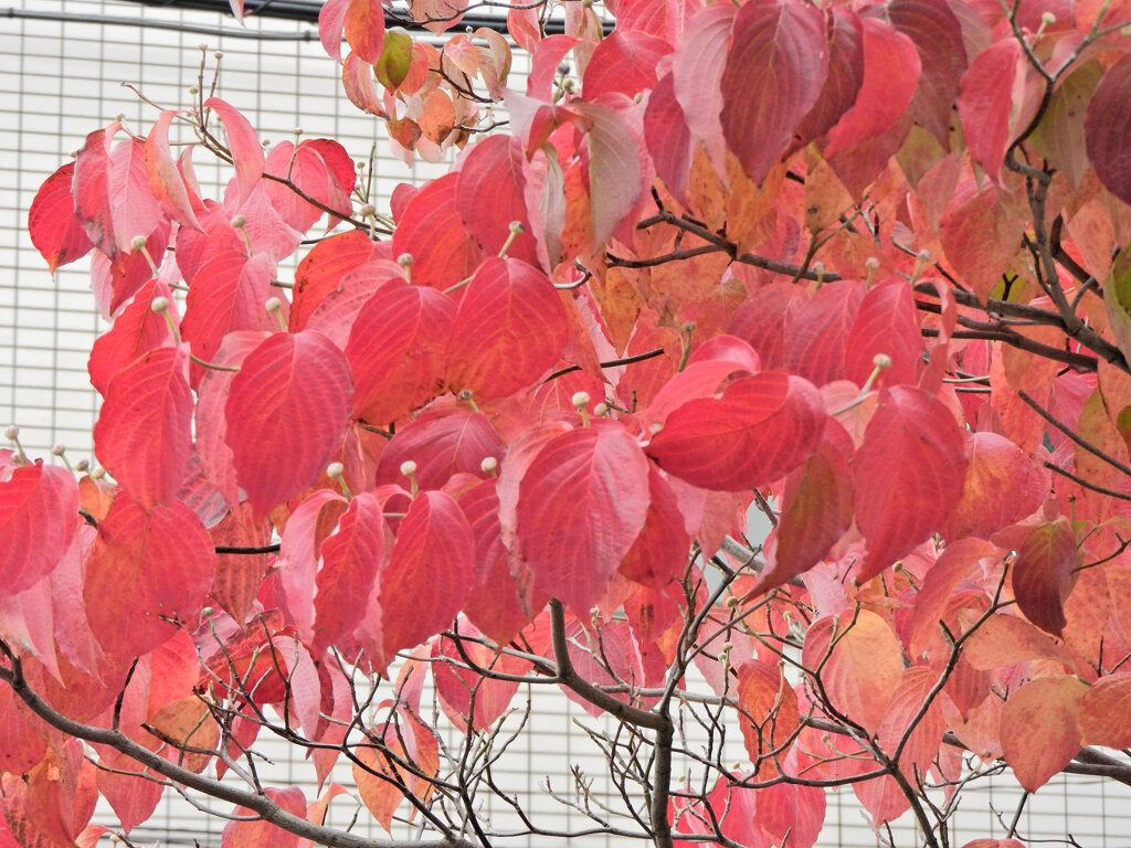 ハナミズキの紅葉　２