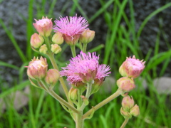 カオリアザミ（香薊）　ポンポンアザミ　４