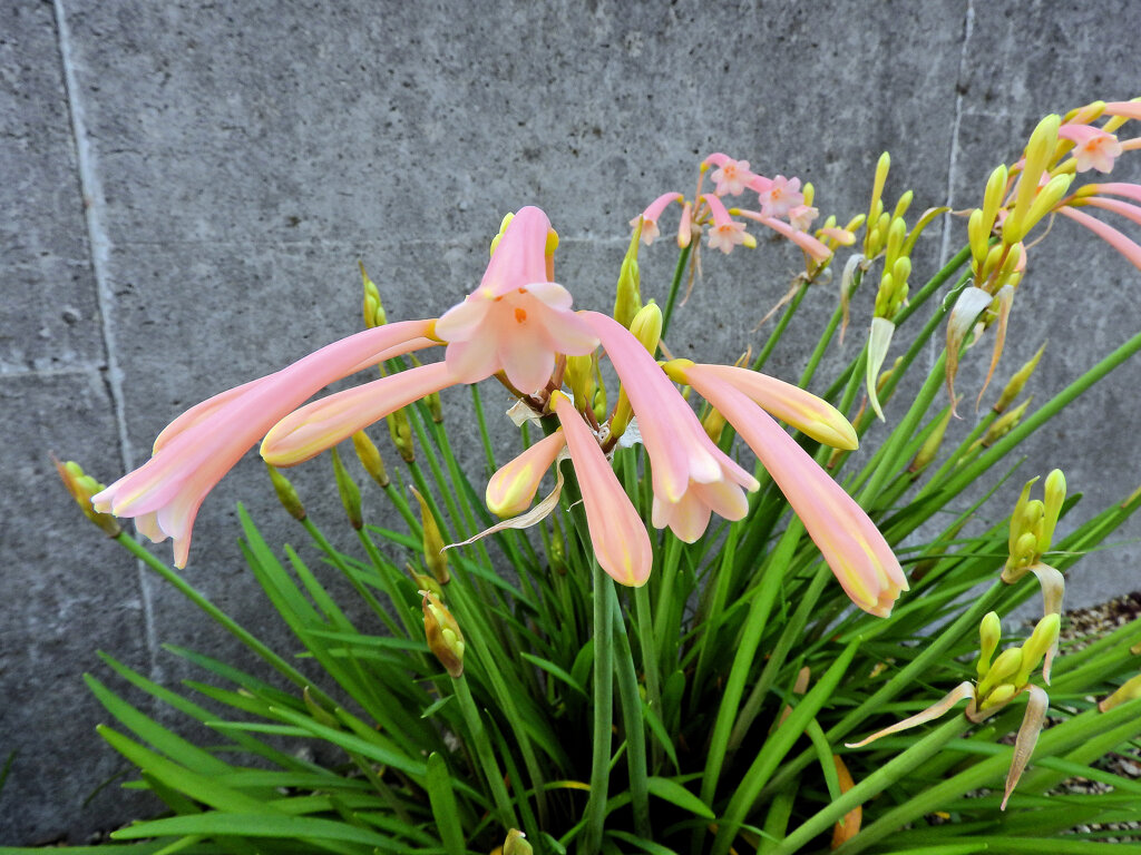 キルタンサス　2/3