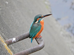 翡翠さんお魚get　６