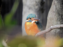 カワセミさん　見たなぁ！