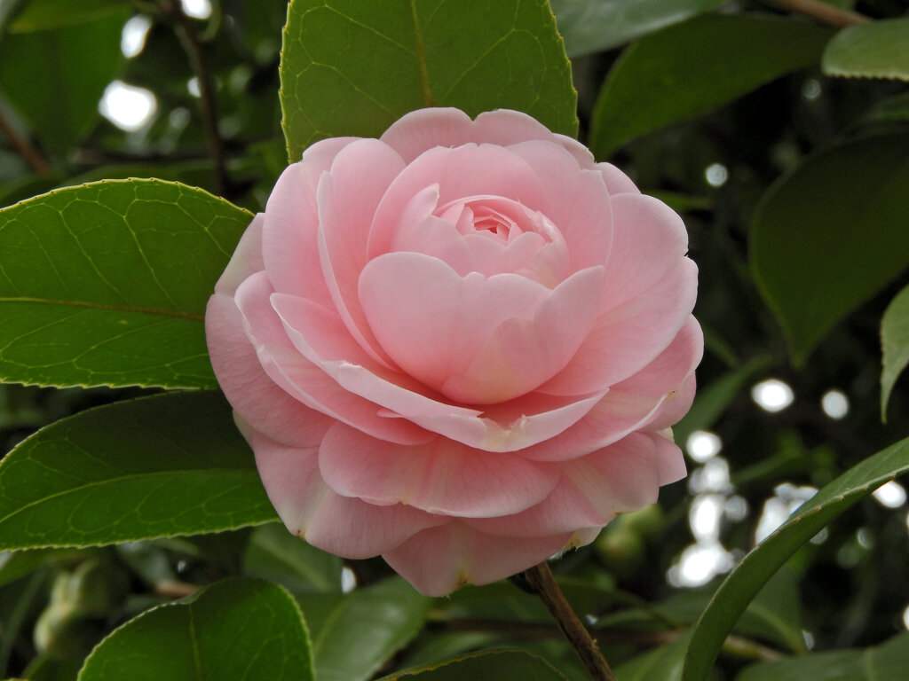 乙女椿　開花　2/4