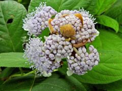 里山の急斜面で　玉紫陽花　開花　２