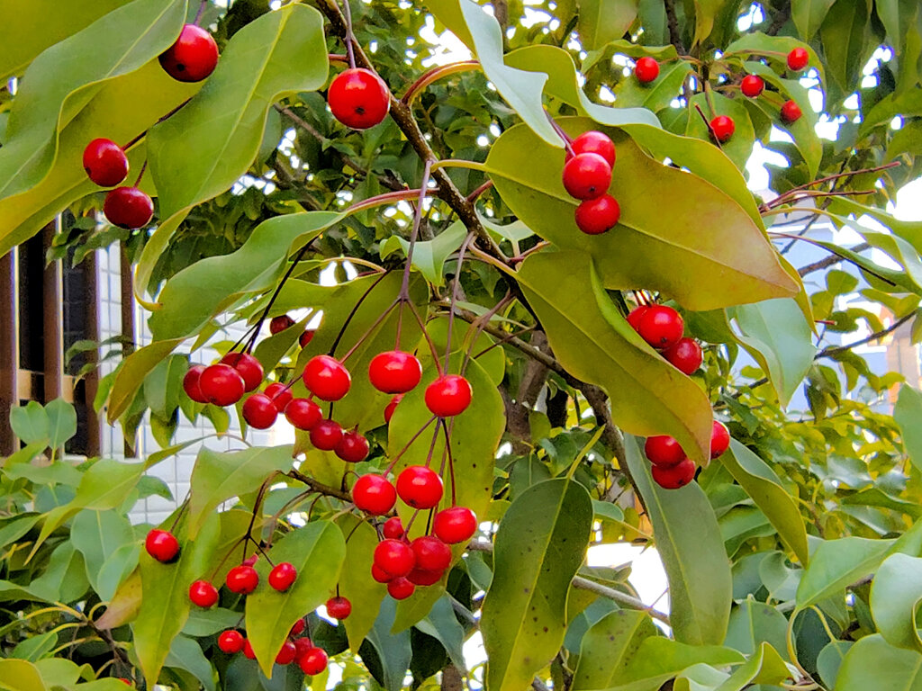 ソヨゴ（冬青）４