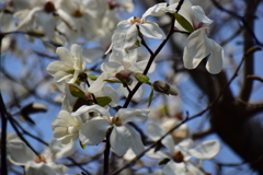 辛夷の花　４