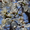 辛夷の花　４