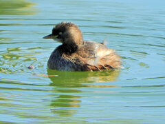 カイツブリ　さん　４