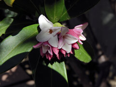 沈丁花　３