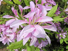 躑躅’花車’（ツツジ’ハナグルマ’）３