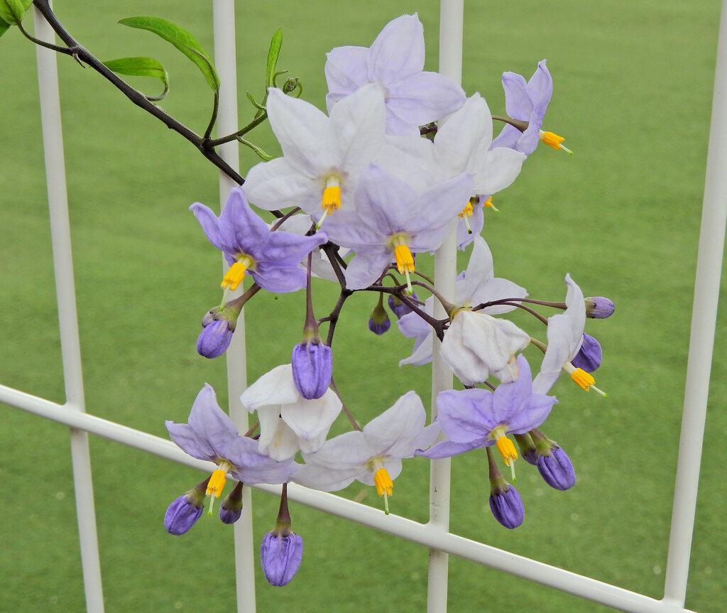 蔓花茄子 （つるはななす）「山保呂志（やまほろし）」４