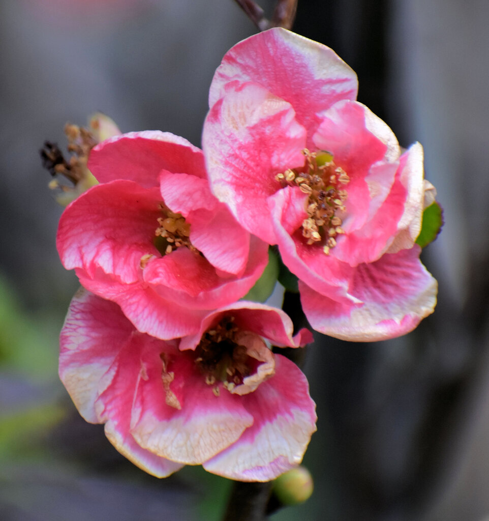 ぼぉけぇ～木瓜の花　４