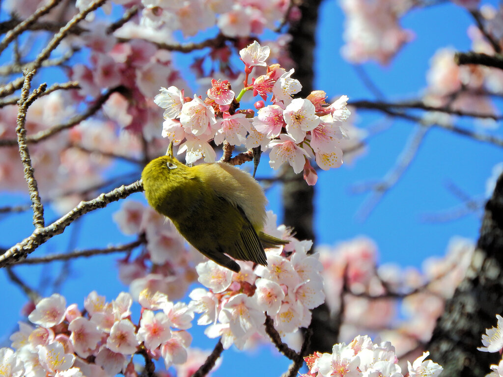 サクジロー　８