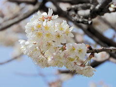 暖地桜桃(だんちおうとう)　２