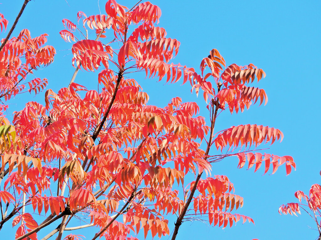 「山黄櫨（やまはぜ）」（紅葉）１