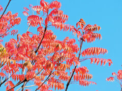 「山黄櫨（やまはぜ）」（紅葉）１