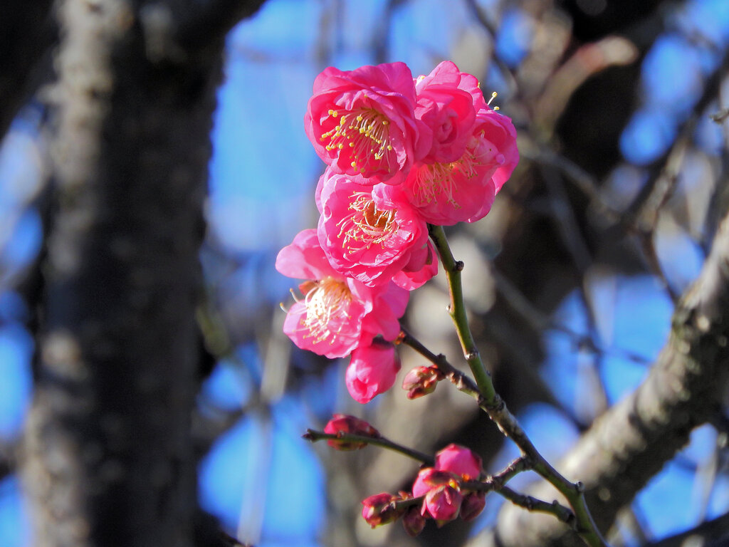 紅梅が開花　４