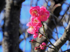 紅梅が開花　４