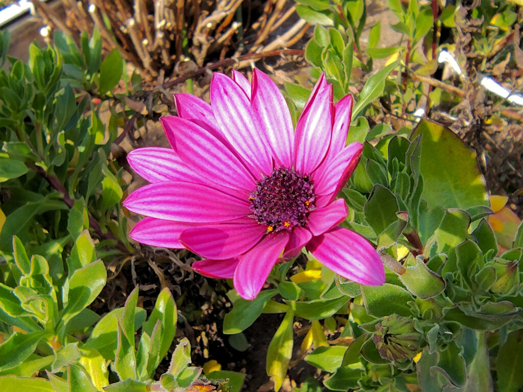 真冬のオステオスペルマム　３