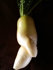  奇形大根　４