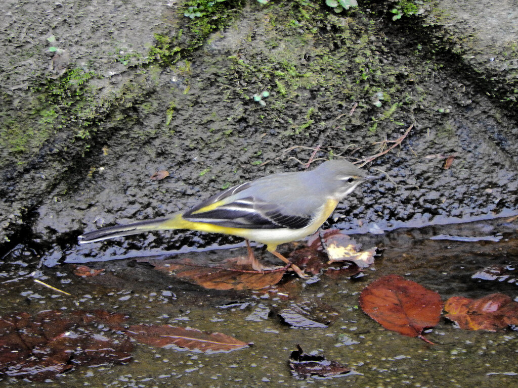 久々のキセキレイさん　２