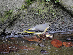 久々のキセキレイさん　２