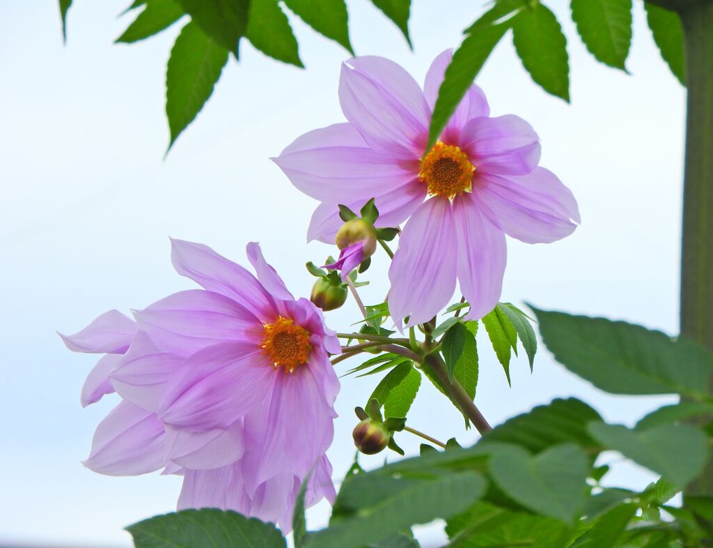 皇帝（こうてい）ダリア　５