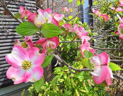花水木　２