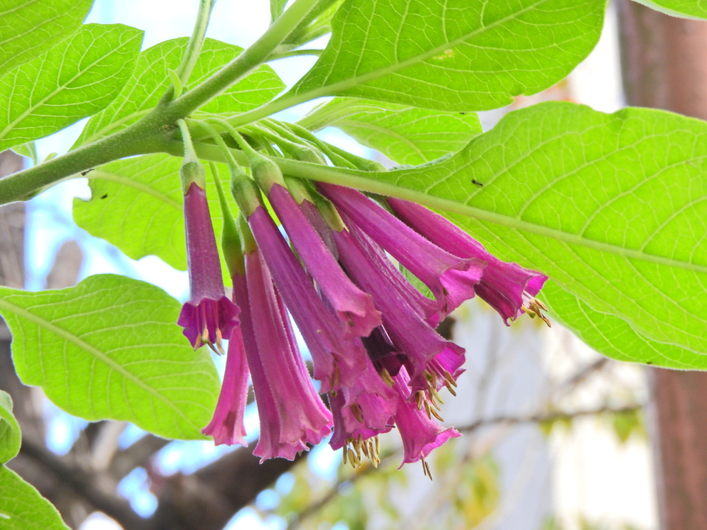 イオクロマ・キアネウ　２