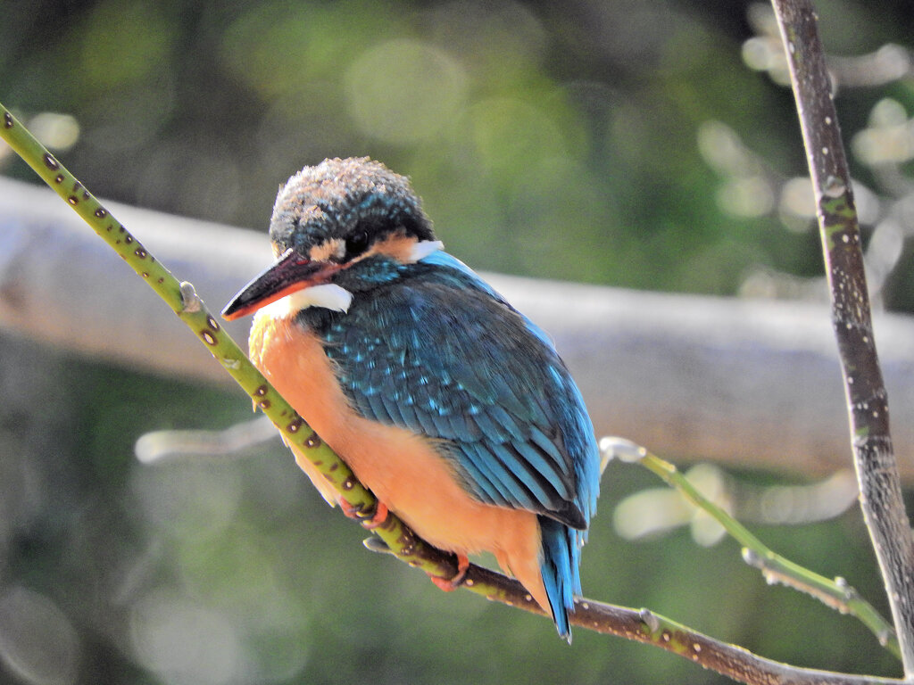 今日の　カワセミ　さん　2/4