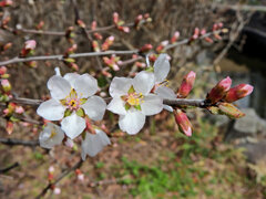 ゆすらうめ（山桜桃梅）　花　３