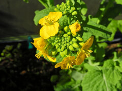 菜の花　２