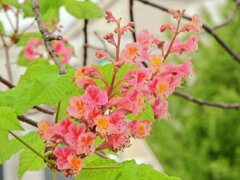 二度咲きの紅花栃の木の花　３