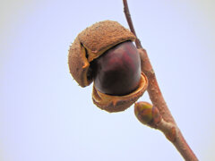 紅花栃の木の弾けた実　２
