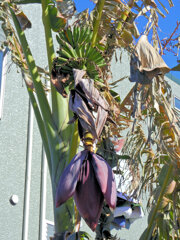 真冬・今日のバナナ　２/3