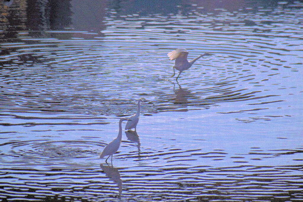 コサギちゃん　５