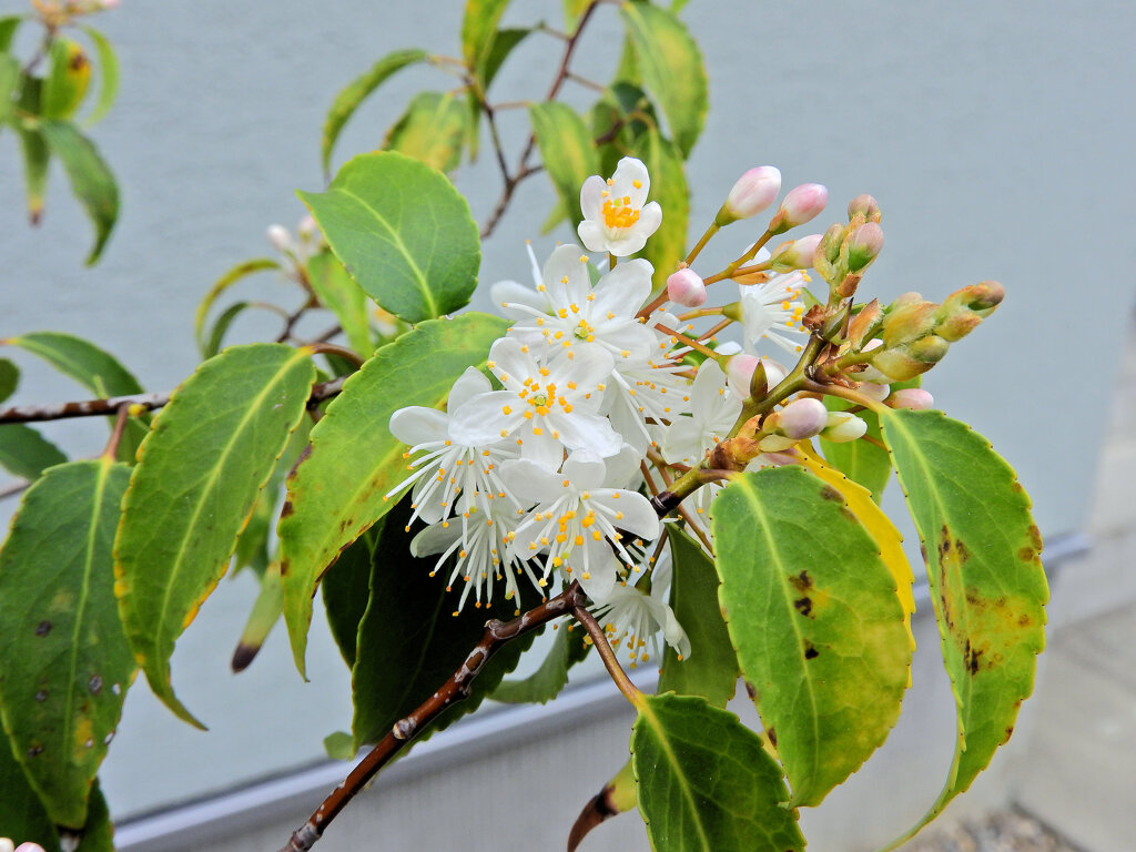 ハイノキ-灰の木 3 by 虹橋☆★ (ID:13474344) - 写真共有サイト:PHOTOHITO