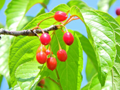 寒緋桜の実　７