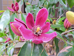 オガタマノキ・パープルクイーン　２