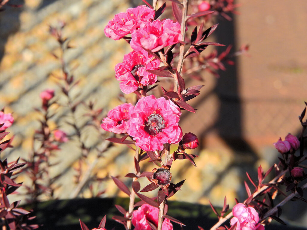 御柳梅 （ぎょりゅうばい）（ティーツリー）４