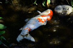 二ヶ領用水路・・死んだ錦鯉　1/5