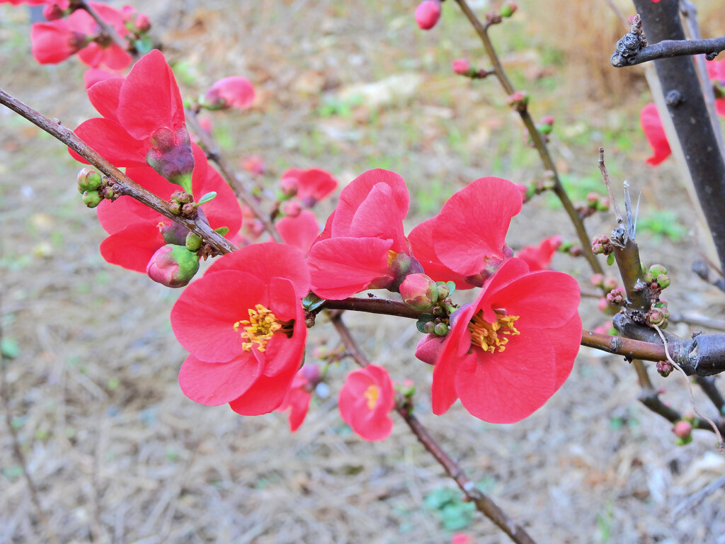 ぼぉけぇ～　１