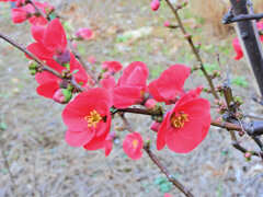 ぼぉけぇ～　１