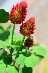 ストロベリーキャンドル  （紅花詰草（べにばなつめくさ））６