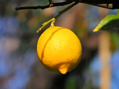 檸檬　６